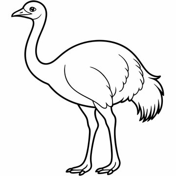 recommend clip art: Ostrich bird line art vector