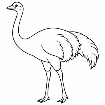 recommend clip art: Ostrich bird line art vector
