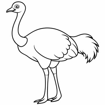 recommend clip art: Ostrich bird line art vector