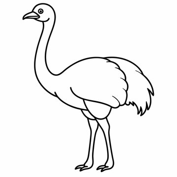 recommend clip art: Ostrich bird line art vector