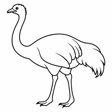 recommend clip art: Ostrich bird line art vector