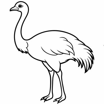 recommend clip art: Ostrich bird line art vector