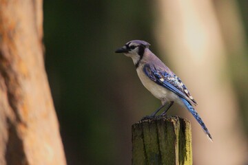 blue jay on a branch