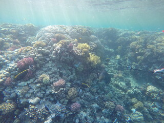 giant moray is a species of moray eel and a species of marine fish in the family Muraenidae. In terms of body mass, it is the largest moray eel; Gymnothorax javanicus