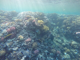 giant moray is a species of moray eel and a species of marine fish in the family Muraenidae. In terms of body mass, it is the largest moray eel; Gymnothorax javanicus