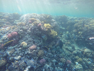 giant moray is a species of moray eel and a species of marine fish in the family Muraenidae. In terms of body mass, it is the largest moray eel; Gymnothorax javanicus