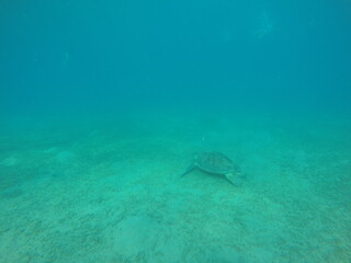 The green sea turtle, also known as the green turtle, black turtle or Pacific green turtle, is a species of large sea turtle of the family Cheloniidae. It is the only species in the genus Chelonia