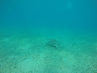 Fototapeta premium The green sea turtle, also known as the green turtle, black turtle or Pacific green turtle, is a species of large sea turtle of the family Cheloniidae. It is the only species in the genus Chelonia