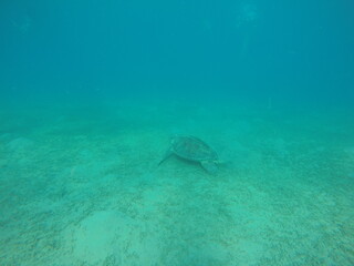 The green sea turtle, also known as the green turtle, black turtle or Pacific green turtle, is a species of large sea turtle of the family Cheloniidae. It is the only species in the genus Chelonia