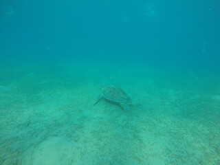 The green sea turtle, also known as the green turtle, black turtle or Pacific green turtle, is a species of large sea turtle of the family Cheloniidae. It is the only species in the genus Chelonia