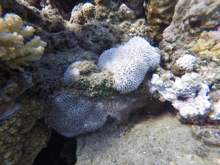Galaxea is a genus of colonial stony corals in the family Euphylliidae. Common names include...