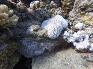 Galaxea is a genus of colonial stony corals in the family Euphylliidae. Common names include crystal, galaxy, starburst and tooth coral