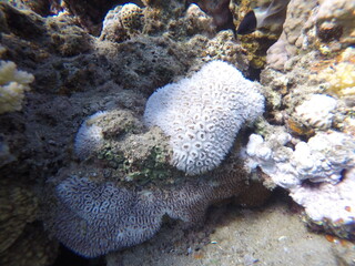 Galaxea is a genus of colonial stony corals in the family Euphylliidae. Common names include crystal, galaxy, starburst and tooth coral