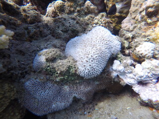 Galaxea is a genus of colonial stony corals in the family Euphylliidae. Common names include crystal, galaxy, starburst and tooth coral