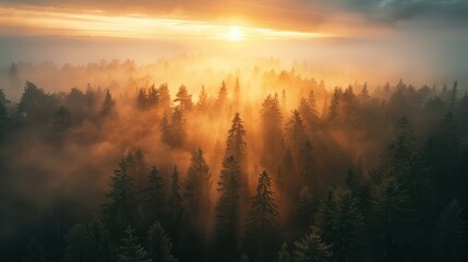 Obraz premium Aerial view of foggy pine forest in the morning.