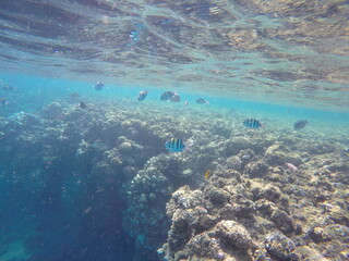 Indo-Pacific sergeant (Abudefduf vaigiensis) is a species of damselfish in the family Pomacentridae above coral reef in Red sea Egypt