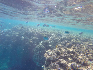 Indo-Pacific sergeant (Abudefduf vaigiensis) is a species of damselfish in the family Pomacentridae above coral reef in Red sea Egypt