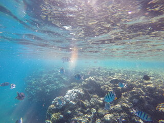Indo-Pacific sergeant (Abudefduf vaigiensis) is a species of damselfish in the family Pomacentridae above coral reef in Red sea Egypt