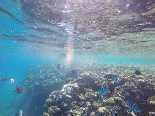 Indo-Pacific sergeant (Abudefduf vaigiensis) is a species of damselfish in the family Pomacentridae above coral reef in Red sea Egypt
