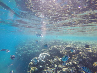 Indo-Pacific sergeant (Abudefduf vaigiensis) is a species of damselfish in the family Pomacentridae above coral reef in Red sea Egypt