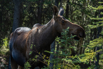 Fototapeta premium The moose (Alces alces) is the world's tallest, largest and heaviest extant species of deer and the only species in the genus Alces. Haematobosca alcis, the moose fly. Denali Alaska