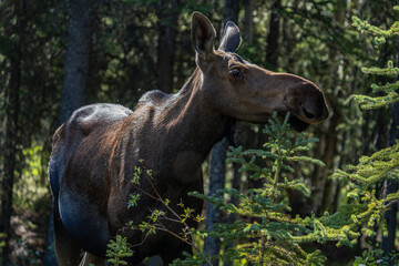 The moose (Alces alces) is the world's tallest, largest and heaviest extant species of deer and the only species in the genus Alces. Haematobosca alcis, the moose fly. Denali Alaska
