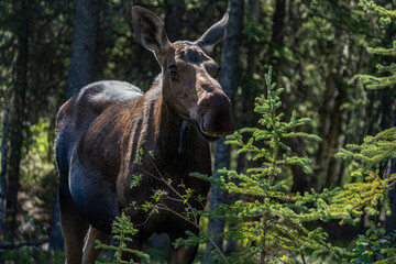 The moose (Alces alces) is the world's tallest, largest and heaviest extant species of deer and the only species in the genus Alces. Haematobosca alcis, the moose fly. Denali Alaska
