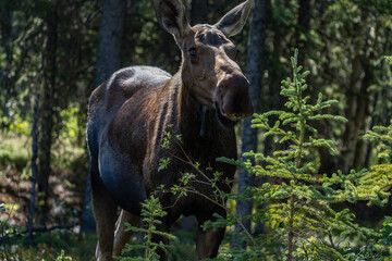 The moose (Alces alces) is the world's tallest, largest and heaviest extant species of deer and the only species in the genus Alces. Haematobosca alcis, the moose fly. Denali Alaska
