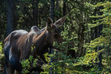 The moose (Alces alces) is the world's tallest, largest and heaviest extant species of deer and the only species in the genus Alces. Haematobosca alcis, the moose fly. Denali Alaska