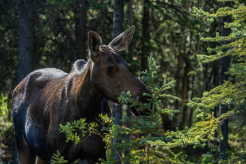 Fototapeta premium The moose (Alces alces) is the world's tallest, largest and heaviest extant species of deer and the only species in the genus Alces. Haematobosca alcis, the moose fly. Denali Alaska