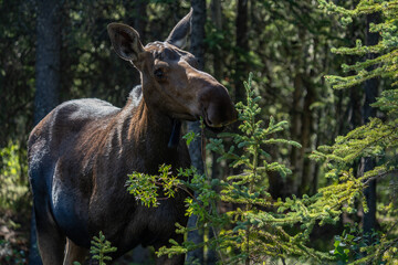 Fototapeta premium The moose (Alces alces) is the world's tallest, largest and heaviest extant species of deer and the only species in the genus Alces. Haematobosca alcis, the moose fly. Denali Alaska