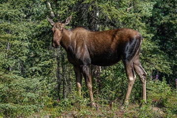 The moose (Alces alces) is the world's tallest, largest and heaviest extant species of deer and the only species in the genus Alces. Haematobosca alcis, the moose fly. Denali Alaska