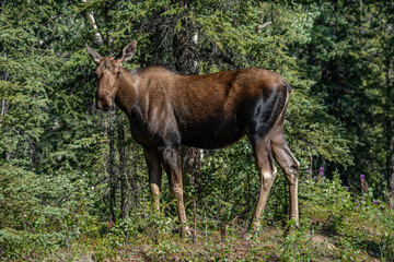 The moose (Alces alces) is the world's tallest, largest and heaviest extant species of deer and the only species in the genus Alces. Haematobosca alcis, the moose fly. Denali Alaska