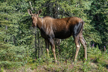 The moose (Alces alces) is the world's tallest, largest and heaviest extant species of deer and the only species in the genus Alces. Haematobosca alcis, the moose fly. Denali Alaska