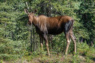 The moose (Alces alces) is the world's tallest, largest and heaviest extant species of deer and the only species in the genus Alces. Haematobosca alcis, the moose fly. Denali Alaska