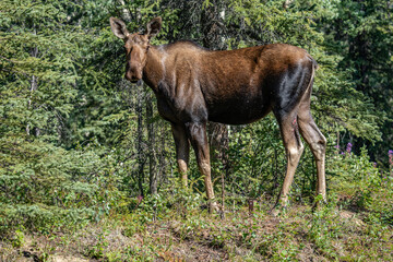 The moose (Alces alces) is the world's tallest, largest and heaviest extant species of deer and the only species in the genus Alces. Haematobosca alcis, the moose fly. Denali Alaska