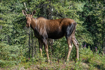 The moose (Alces alces) is the world's tallest, largest and heaviest extant species of deer and the only species in the genus Alces. Haematobosca alcis, the moose fly. Denali Alaska