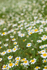 White daisy flower field flower bed in a sylvester garden weed ground