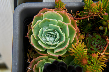 pot of succulent plants of various colors and pointed leaves