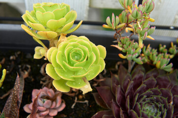 pot of succulent plants of various colors and pointed leaves