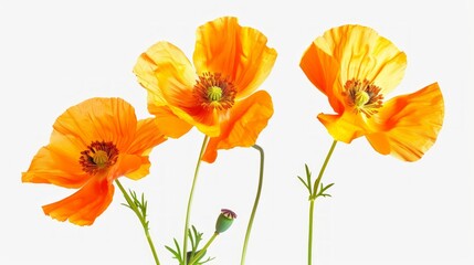 Naklejka premium Orange Poppies 1