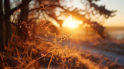 Frosty Branch at Winter Sunrise