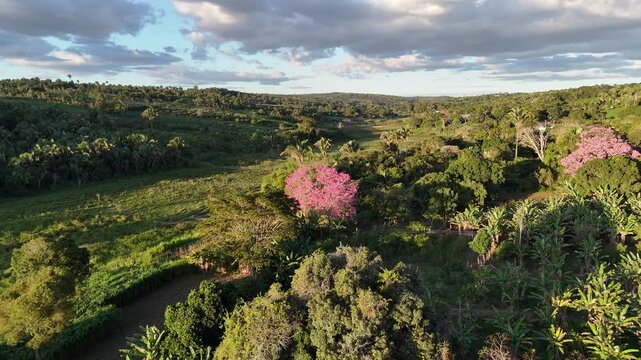 Voo de aproxima&ccedil;&atilde;o a um ip&ecirc; rosa com drone 