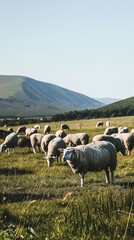 Obraz premium Sheep in Open Field