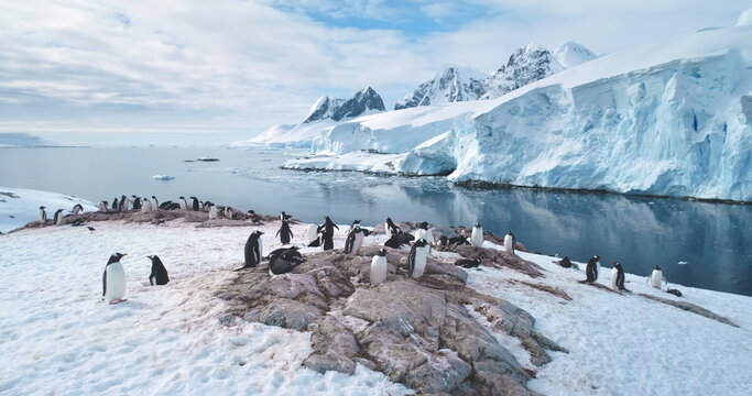 Antarctic penguins colony rest on mountain coastline. Gentoo penguins nesting, towering iceberg, snow covered glacier in cold ocean water in background. Explore wildlife in Antarctica. Panoramic shot