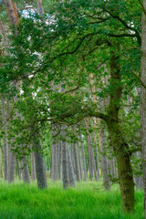 Viele Bäume im Diersfordter Wald