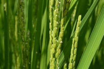白く小さい イネの花