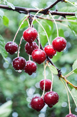 red cherries on a branch with raindrops