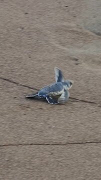 new born turtle running in the beach to get the sea in Tortuguero National PArk,  Costa Rica