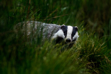 Obraz premium European badger, Meles meles, in hidden green grass at forest lake. Hungry badger sniffs about food in rainy morning. Beautiful black and white striped beast. Cute animal in nature habitat. Wildlife.